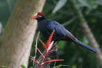 Turaco   Bird    , Postal Stationery -Articles Postaux  (A68-78) - Cuckoos & Turacos