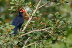 Turaco   Bird    , Postal Stationery -Articles Postaux  (A68-77) - Cuckoos & Turacos