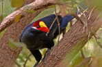 Turaco   Bird    , Postal Stationery -Articles Postaux  (A68-76) - Koekoeken En Toerako's