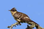 Cuckoo Bird        , Postal Stationery -Articles Postaux  (A68-40) - Cuckoos & Turacos