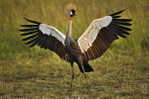 Oiseau Bird Grue Crane   , Postal Stationery - Articles Postaux (A65-020) - Kranichvögel