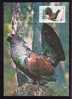 Romania 1986 Maximum Card ,"Tetrao Urogallus", Cock, Rooster , Grouse . - Galline & Gallinaceo