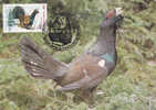 Romania 1995 Maximum Card ,"Tetrao Urogallus", Cock, Rooster , Grouse . - Gallinaceans & Pheasants