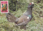 Romania 1995 Maximum Card ,"Tetrao Urogallus", Cock, Rooster , Grouse . - Galline & Gallinaceo