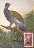 Romania 1988 Maximum Card ,"Tetrao Urogallus", Cock, Rooster , Grouse . - Hoendervogels & Fazanten