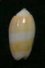 N°3038 // OLIVA  CARNEOLA  UNIZONALIS  " Nelle-CALEDONIE "  //  GEM :  14,8mm // ASSEZ  RARE . - Schelpen