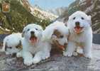 Cp , ANIMAUX , Chien , Chiots Des Pyrénées , Elevage Du Domaine Des Coustères , Voyagé 1986 - Chiens