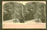 CPA Allemande Stéréo Waldweg Bei Den NIAGARAFALLEN USA - Stereoscope Cards