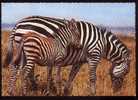 CPSM  ZEBRES  Une Mère Avec Son Petit - Zebras