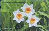 # KOREA MO9607122 Narcissus 3000 Autelca 07.96 -flowers,fleurs- Tres Bon Etat - Corea Del Sur