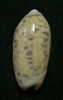 N°3110 // OLIVA  TIGRIDELLA  STELLATA " INDONESIE "  //  GEM :  25,7mm //  PEU COURANTE . - Seashells & Snail-shells