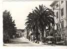Delcampe - 83 COGOLIN * Les Palmiers De La Place De La République  * Belle Carte  , - Cogolin
