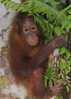Un Enfant Ourang-Outan A Borneo  . Sabah.   Format 175 X 125 Mm   C P  Neuve Non Circulee - Malesia