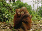 Mere Et Enfant Ourang-Outan  A Kuching . Borneo  .  Format 175 X 125 Mm C P  Neuve Non Circulee - Maleisië