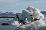 A63-54   @    Antarctica Polar Bird Penguins       , ( Postal Stationery , Articles Postaux ) - Pingueinos