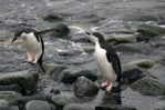 A63-58   @    Antarctica Polar Bird Penguins       , ( Postal Stationery , Articles Postaux ) - Pinguïns & Vetganzen