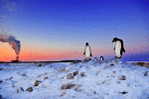 A63-59   @    Antarctica Polar Bird Penguins       , ( Postal Stationery , Articles Postaux ) - Pingueinos