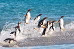 A63-60   @    Antarctica Polar Bird Penguins       , ( Postal Stationery , Articles Postaux ) - Pinguini