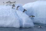 A63-61   @    Antarctica Polar Bird Penguins       , ( Postal Stationery , Articles Postaux ) - Pinguïns & Vetganzen