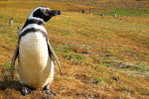 A63-63   @    Antarctica Polar Bird Penguins       , ( Postal Stationery , Articles Postaux ) - Pinguini