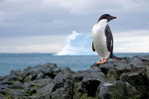 A63-64   @    Antarctica Polar Bird Penguins       , ( Postal Stationery , Articles Postaux ) - Pinguini