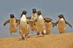 A63-69   @    Antarctica Polar Bird Penguins       , ( Postal Stationery , Articles Postaux ) - Penguins