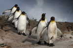 A63-73   @    Antarctica Polar Bird Penguins       , ( Postal Stationery , Articles Postaux ) - Penguins