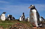 A63-74   @    Antarctica Polar Bird Penguins       , ( Postal Stationery , Articles Postaux ) - Pingouins & Manchots