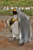 A63-75   @    Antarctica Polar Bird Penguins       , ( Postal Stationery , Articles Postaux ) - Pinguine