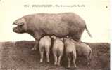 NOS CAMPAGNES UNE HEUREUSE PETITE FAMILLE (TRUIE ET SES PETITS A LA TETEE)   REF 18208 - Schweine