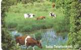 TARJETA DE SUECIA DE UNAS VACAS (VACA-COW) - Cows