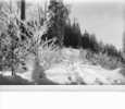 CPA - PAYSAGE D'HIVER DANS LA FORET NOIRE - A Identificar