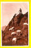 ALPINISME COL D'ASPIN PYRENEES - MOUTONS Au PATURAGE SHEEP BERGER MOUTON  1755 - Mountaineering, Alpinism