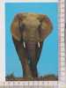 ELEPHANT  -      Carte Double - Elefanten
