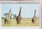 GIRAFE    -  Photo Prise Dans Le Serengeti En Tanzanie     Carte Double - Giraffes