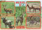 Wildlife Waterbuck Impala Topi Gnu Oryx Dieren - Kenia