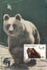 Bears Ours 1982 Maxi Card Carte Maximum Rare Romania. - Beren