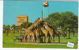 PO9825# FLORIDA - TAMPA - BUSCH GARDENS - Giraffe  VG 1972 - Tampa