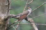 Cuckoo Bird        , Postal Stationery -Articles Postaux  (A42-02) - Cuckoos & Turacos