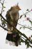 Cuckoo Bird        , Postal Stationery -Articles Postaux  (A42-07) - Cuckoos & Turacos