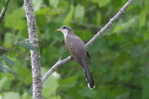 Cuckoo Bird        , Postal Stationery -Articles Postaux  (A42-11) - Cuckoos & Turacos
