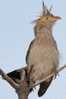 Cuckoo Bird        , Postal Stationery -Articles Postaux  (A42-12) - Cuckoos & Turacos