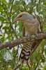 Cuckoo Bird        , Postal Stationery -Articles Postaux  (A42-32) - Cuckoos & Turacos