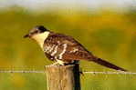 Cuckoo Bird        , Postal Stationery -Articles Postaux  (A42-39) - Cuculi, Turaco