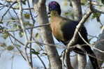 Turaco  Bird        , Postal Stationery -Articles Postaux  (A42-54) - Cuckoos & Turacos