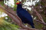 Turaco  Bird        , Postal Stationery -Articles Postaux  (A42-55) - Coucous, Touracos