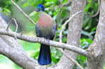 Turaco  Bird        , Postal Stationery -Articles Postaux  (A42-58) - Coucous, Touracos