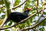 Turaco  Bird        , Postal Stationery -Articles Postaux  (A42-60) - Coucous, Touracos