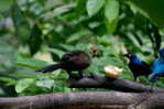 Turaco  Bird        , Postal Stationery -Articles Postaux  (A42-65) - Koekoeken En Toerako's