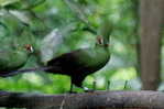 Turaco  Bird        , Postal Stationery -Articles Postaux  (A42-66) - Kuckucke & Turakos